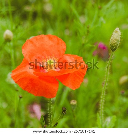 Similar – Image, Stock Photo poppy flower Capsule Poppy