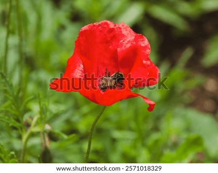 Similar – Image, Stock Photo poppy flower Capsule Poppy