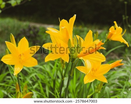 Similar – Image, Stock Photo Daylilies (Hemerocallis), Hemerocallis hybrids in full bloom