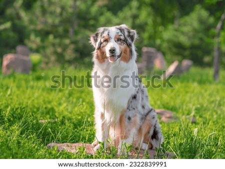 Similar – Image, Stock Photo Dog on the rocks at sunrise