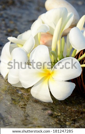 Sea water drop on white flower with natural brown seed and balance of stone building at the shell beach.