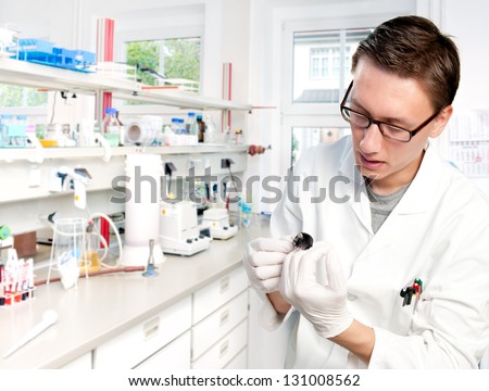 Young scientist in the lab holds mouse in gloved hands