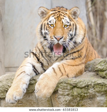 Young Siberian (Amur) tiger with mouth open and tongue out; Leipzig, Germany