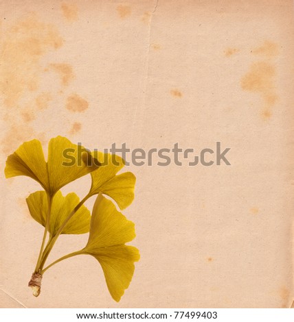 Bunch of ginko leaves on brown stained paper background