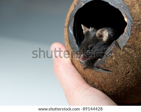 Curious black mouse looks out of cocos nut shelter; copyspace
