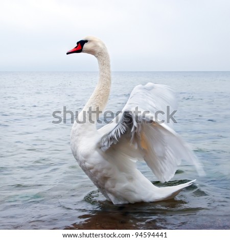 Wild swan flapping wings by a seashore