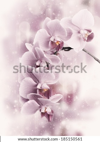Similar – Image, Stock Photo Phalaenopsis orchid flower, tinted in pink.