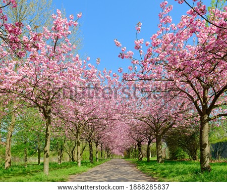 Similar – Image, Stock Photo Cherry blossom in Berlin at the Fliegeberg