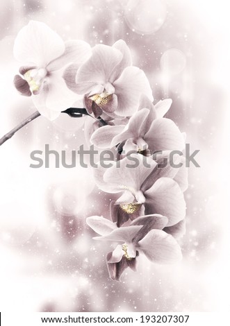 Similar – Image, Stock Photo Phalaenopsis orchid flower, tinted in pink.