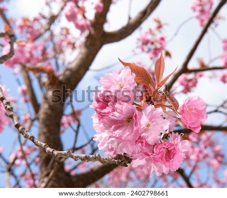 Image, Stock Photo Cherry blossom in Berlin at the Fliegeberg