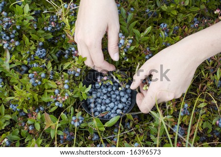 woman\'s hands picking blue berries ( Vaccinium angustifolium ) with a bowl