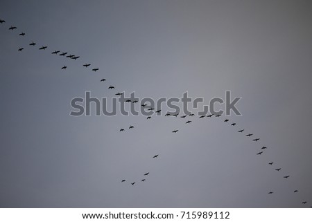 Similar – Foto Bild Graugänse in diagonalere Formation vor weißem Himmel