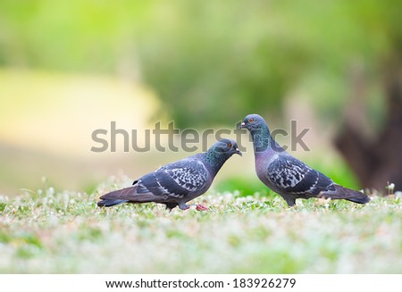 Beautiful couple bird in the natural park