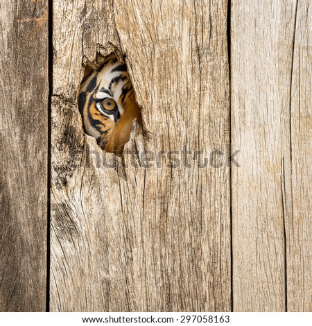 Siberian tiger eye in wooden hole in concept of secretly dangerous