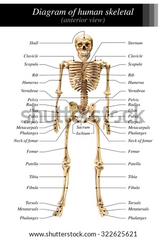 Human Skeleton Diagram In Anterior View On White Background For Basic ...