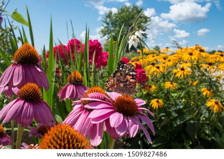 Similar – Foto Bild Distelfalter auf Echinacea purpurea