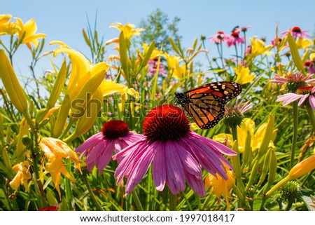 Similar – Foto Bild Distelfalter auf Echinacea purpurea