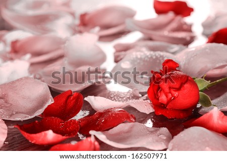 Rose petals with one rose and waterdrops