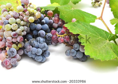Wild grapes and leaves in various degrees of ripeness