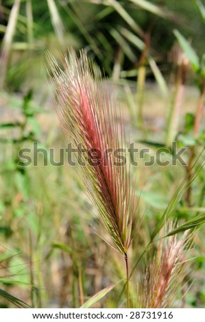 Mature wild grass seeds with a red  tint to the seed stalk, also a small transparent insect when viewed at full resolution.