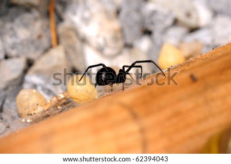 Western Black Widow Spider {Latrodectus hesperus) with two of its egg sacks on a wooden board