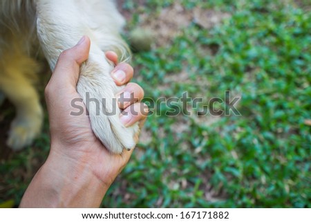 Friendship  human and dog , hand and paw handshaking