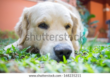 Dog  golden retriever outdoor