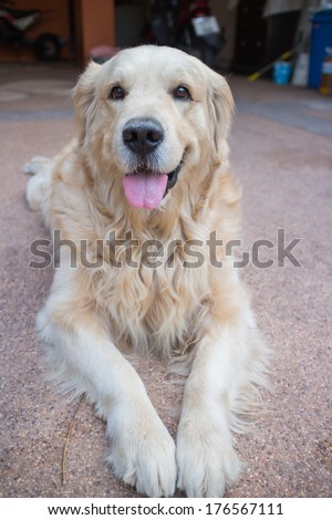 Dog golden retriever outdoor