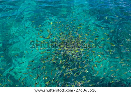 phuket, thailand ,sea fish ocean