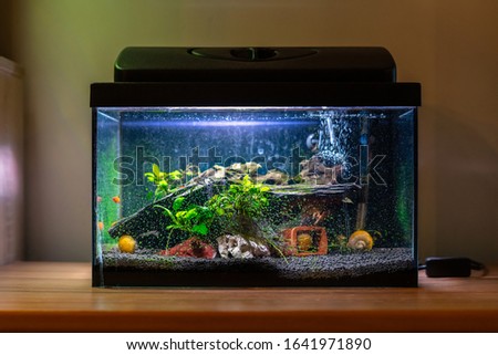 Similar – Foto Bild fishbowl Aquarium Tier