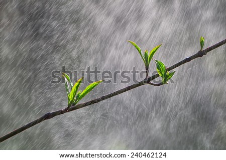 Branch with young leaves in the rain