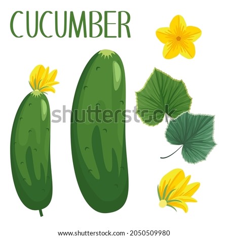 Cartoon illustration of cucumber, oval green vegetable, leaf of cucumber and flowers of cucumber, vector isolated collection. Vector set with cucumbers and botanic parts of this plant.