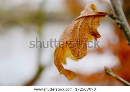 The winter oak leaf holding on with lake in background Northwest, England.