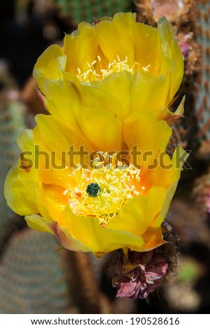 The blooming yellow flower on the cacti in the Southern Californian desert.