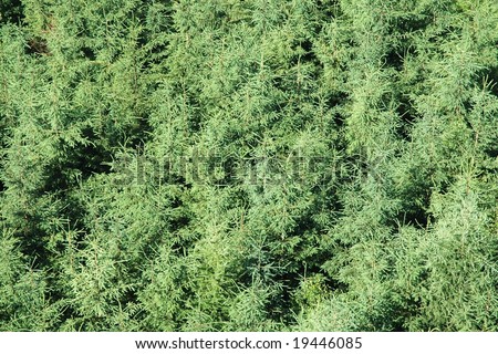 Green summer forest seen from above