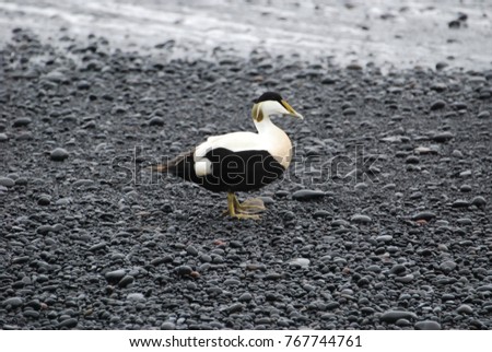 Similar – Image, Stock Photo Eider duck on Iceland bladderwrack