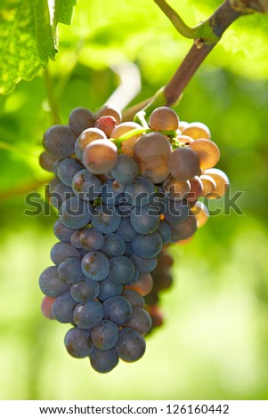 Red vine grapes in fall in a vineyard in Germany