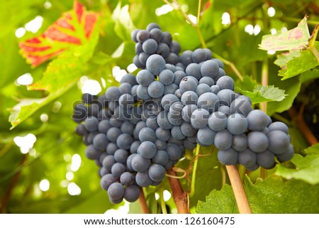 Red vine grapes hanging in vineyard in fall in Germany