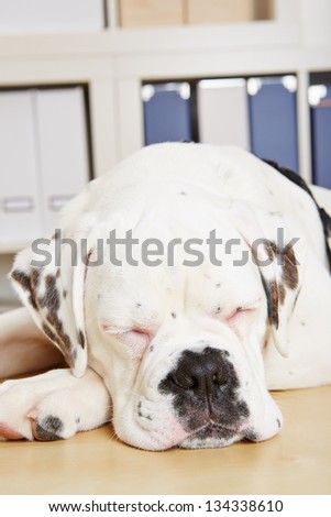 Tired young albino boxer dog sleeping with his eyes closed