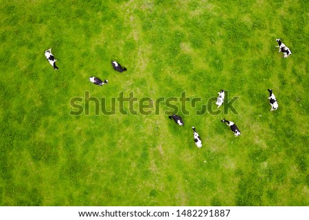 Similar – Image, Stock Photo Cow herd 2 in the fog above the Achensee in Tirol in Austria