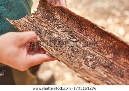 Similar – Image, Stock Photo Bark beetle Bark-beetle