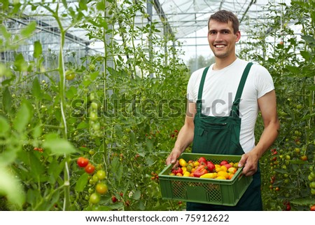 Happy organic farmer carrying tomatoes in a greenhouse