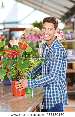 Happy gardener with a flamingo flower (anthurium) in a nursery shop