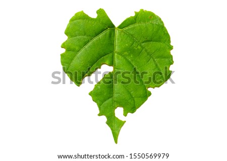 Similar – Image, Stock Photo a leaf with holes