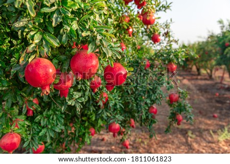pomegranate on the tree. Rosh Hashanah symbol