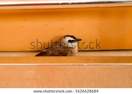 Similar – Image, Stock Photo bülbül Wild animal