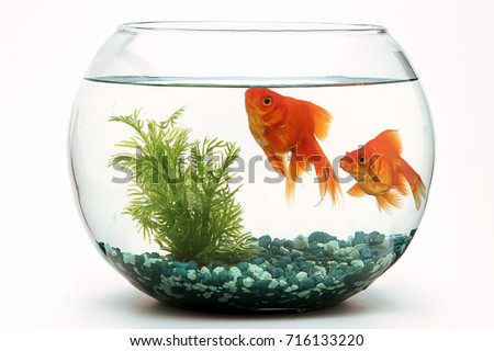 Similar – Image, Stock Photo goldfish swimming in a fishbowl on white background,