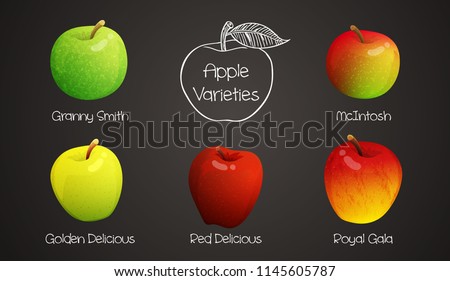 Set of different varieties of apples with names. Colorful fruits isolated on grey background. Vector illustration.