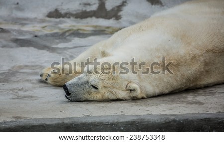 White bear sleeping