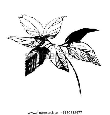 Nifty gentle hand drawn botanical stalk. Vintage nature element for visit card or wedding invitation. Stylish flower, fancy blossom. Black line botanical motiv. Herbal culm.
